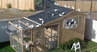 Jak postavit holubník vlastníma rukama?